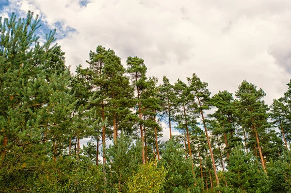 Pine trees on cloudy sky background. Forest or wood on idyllic summer landscape. Nature with good ecology and environment concept. Summer vacation and wanderlust — Stock Photo, Image