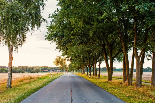 Road in field accompanied by row of green trees, skyline and nature on background. Landscape of flat terrain at sunset. Road looks alluringly to wanderlust. Roads and travels concept — Stock Photo, Image