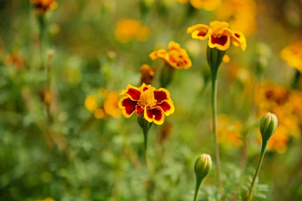 Ringelblumen blühen vor verschwommenem natürlichen Hintergrund. Ringelblumen im Sommergarten. Blütenpracht mit gelben und orangen Blütenblättern. Natur und Umwelt. Blumenladen und Design — Stockfoto