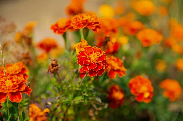 Marigold flowers in summer garden. Marigold blossom on blurred natural background. Blossoming flowers with yellow and orange petals. Nature and environment. Floral shop and design — Stock Photo, Image