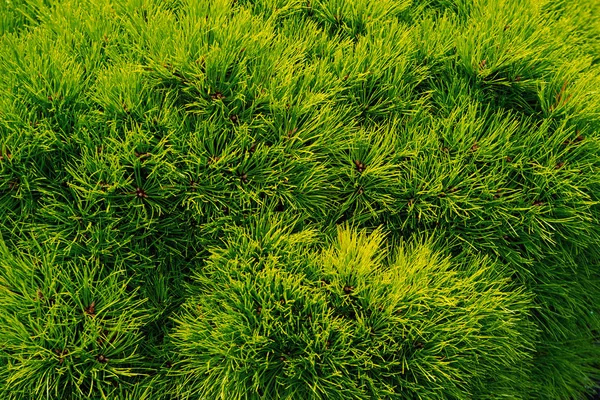Aghi di abete di pino come sfondo verde. rami di albero di Natale. Foresta sempreverde o bosco. Natura e ambiente. Sfondo vegetale verde — Foto Stock