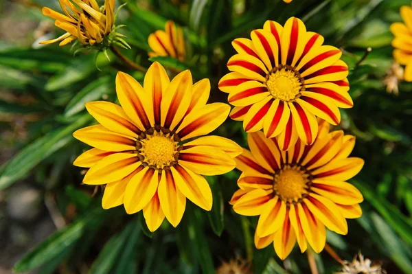 Gerbera kwiat na niewyraźne tło naturalne. Gerbera kwiaty w ogrodzie letnim. Kwitnące kwiaty z żółtymi i czerwonymi płatkami. Przyroda i środowisko. Kwiatowy sklep i projektowania — Zdjęcie stockowe