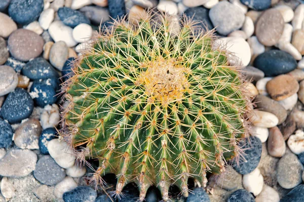 Cactus crescer no fundo do seixo — Fotografia de Stock