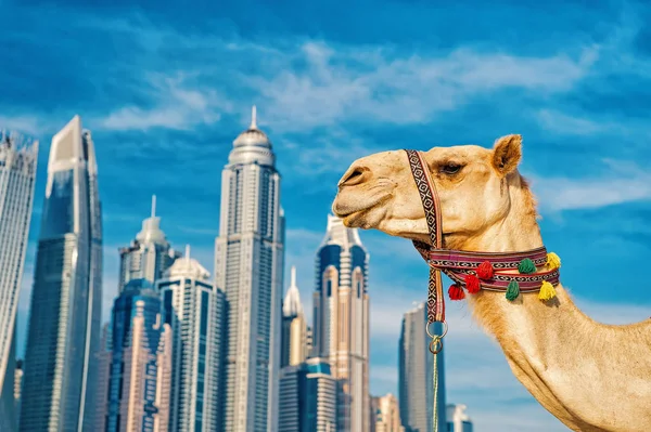 UAE Dubai Marina JBR beach style: camels and skyscrapers. — Stock Photo, Image