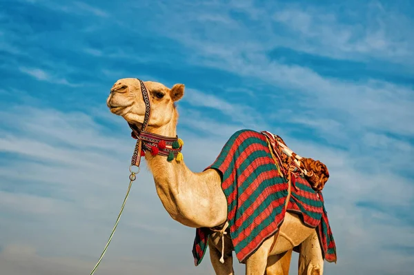 Camel contra Céu Azul — Fotografia de Stock