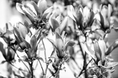 Çiçeği, çiçek, çiçek