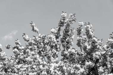 Mavi gökyüzü ve pembe çiçekler bahar çiçeği