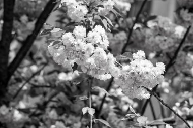 Çiçeği, çiçek, çiçek