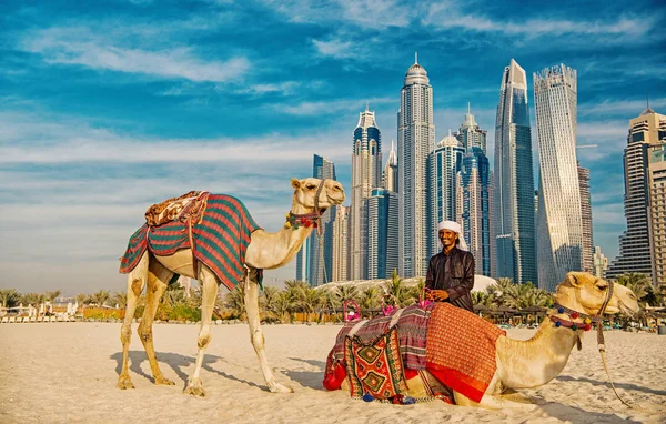 Unta di pencakar langit latar belakang di pantai. UAE Dubai Marina JBR gaya pantai: unta dan pencakar langit . — Stok Foto