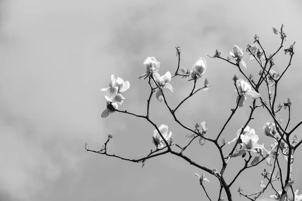Άνθος δέντρο με magnolia λουλούδια — Φωτογραφία Αρχείου