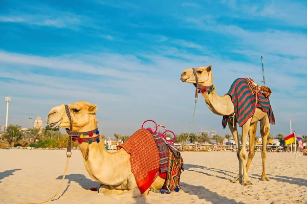 Camelos na praia de Dubai Jumeirah e arranha-céus no fundo. Dubai, Emirados Árabes Unidos — Fotografia de Stock