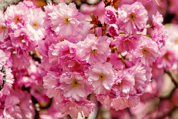 Kiraz sakura ağacı Pembe çiçek çiçekler güneşli