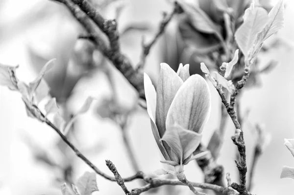 Blossom of purple magnolia on tree branch