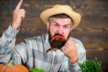 Biber hasat kavramı. Çiftçi tutun biber kırmızı biber sakallı. Çiftçi kızgın sıcak biber biber ahşap arka plan. Rustik çiftçi hasır şapka baharatlı tadı seviyor. Adam tutun biber hasat. Duygular kavramı