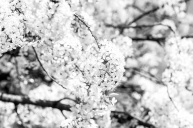 Kiraz ağacı çiçek arka plan üzerinde beyaz çiçeği