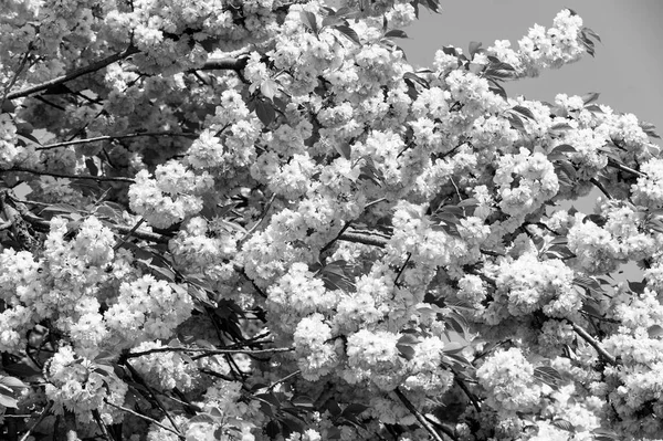 Kersenboom in roze bloemen op blauwe hemel, bloei — Stockfoto