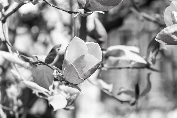 Spring flowers on sunny day — Stock Photo, Image