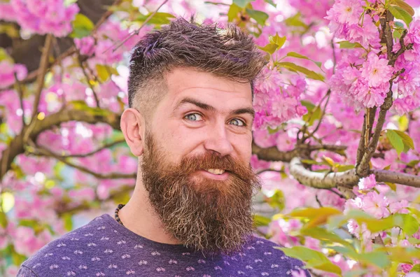 Homme avec barbe et moustache sur le visage heureux près des fleurs roses. Concept de floraison. Homme barbu avec coupe de cheveux frais avec fleur de sakura sur fond. Hipster profite du printemps près de la fleur de sakura — Photo