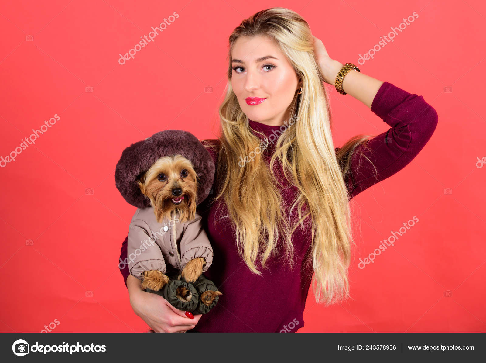 Woman carry yorkshire Make sure dog feel comfortable in