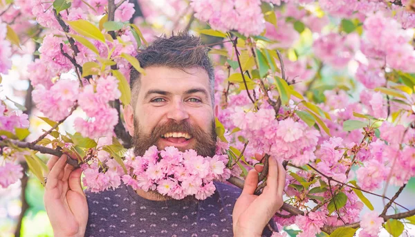 Homem com barba e bigode na cara feliz perto de ramos com flores rosa ternas. Hipster com flor de sakura na barba. Conceito de primavera. Homem barbudo com flor de árvore sakura no fundo — Fotografia de Stock
