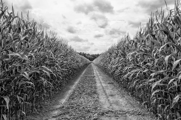 Jordbruksmark där den gröna majsen växer — Stockfoto