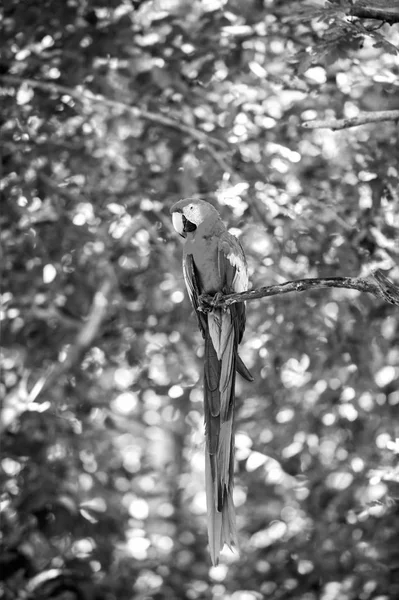 Beau oiseau drôle mignon de plumes rouges ara perroquet — Photo