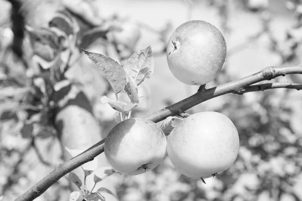 Μήλα κίτρινα ώριμα φρούτα, σε φόντο του ουρανού υποκατάστημα. Μήλα συγκομιδή σεζόν πτώση. Κηπουρική και τη συγκομιδή. Βιολογικό Μήλο καλλιέργειες αγρόκτημα ή στον κήπο. Συγκομιδή σεζόν Φθινόπωρο μήλα. Πλούσια συγκομιδή έννοια — Φωτογραφία Αρχείου