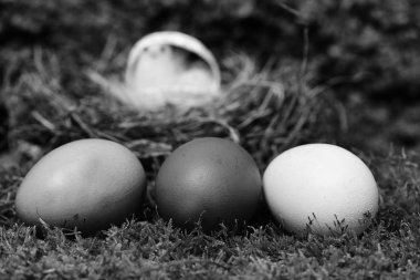 Yosun içinde renkli yumurtalar. Mutlu Paskalyalar