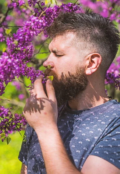 Mann med skjegg og bart på rolig ansikt nær blomster på solskinnsdag. En skjeggete mann med frisk hårklipp som blomstrer av judas-trær. Parfymeri og duftkonsept. Hipster nyter duften av fiolett blomst – stockfoto