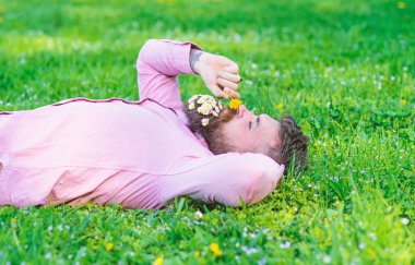 Sakin yüz sakallı adam karahindiba kokluyor. Barış ve huzur kavramı. Sakal rahatlatıcı papatya buketi adamla. Daisy çiçeklerle sakalı sakallı adam grassplot üzerinde yatıyordu, arka plan çimen