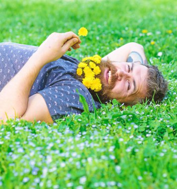 Spa ve sağlıklı yaşam konsepti. Hippi sakal rahatlatıcı dandelions buket. Sakallı adam karahindiba çiçekli çayır, çimen arka plan üzerinde yatıyordu. Sakallı yüzü gülen üzerinde zevk doğa.
