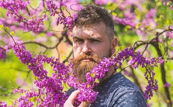 Хипстер наслаждается весной рядом с фиолетовым цветком. Парфюмерная концепция. Бородатый мужчина со свежей стрижкой, позирующий с цветком Иудейского дерева. Человек с бородой и усами на строгом лице рядом с цветами в солнечный день — стоковое фото
