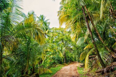 Orman, yağmur ormanları, orman. Şeytan Adası, Fransız Gine orman yolu. Palmiye ağaçları yeşil yaprakları ile. Doğa, çevre, ekoloji. Yolculuk tutkusu, tatil, seyahat