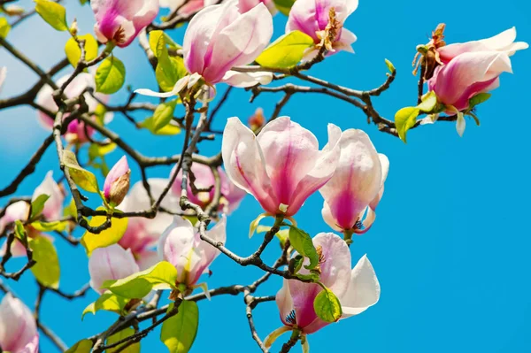 Bloemen bloeien met violet bloemblaadjes op zonnige dag — Stockfoto