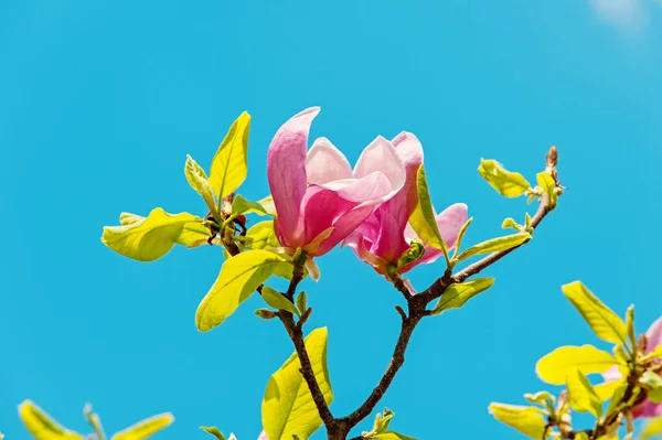 Flor de magnolia en el cielo azul — Foto de Stock