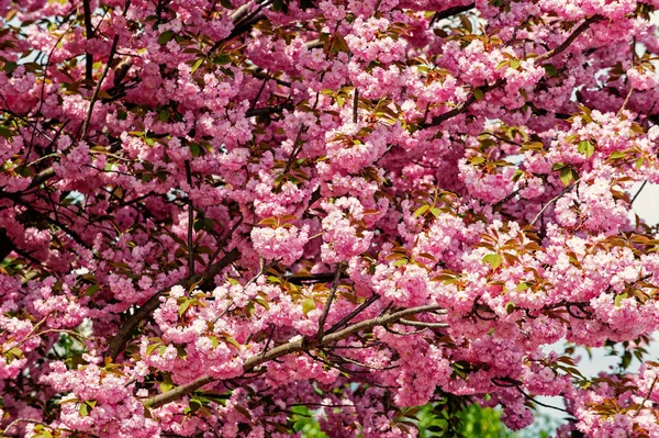 Ciliegio in fiore rosa nella giornata di sole — Foto Stock