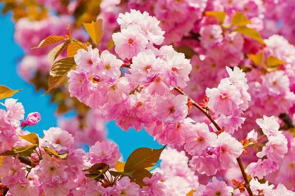 Cerejeira em flores cor de rosa no fundo do céu azul, flor — Fotografia de Stock