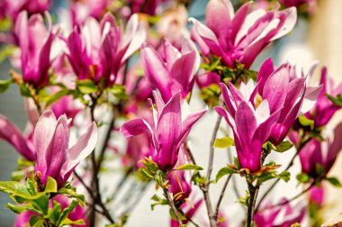 Çiçeği, çiçek, çiçek