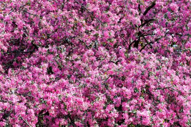 Sakura çiçekler baharda açan