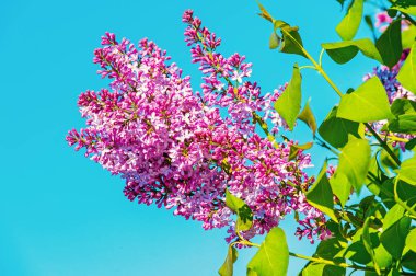 Eflatun çiçekler güneşli mavi gökyüzü ağacı çiçek açması