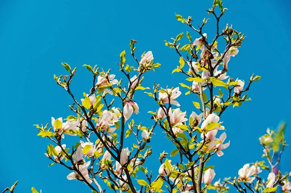 Virágzás magnólia ágak tökéletesen tiszta kék ég ellen — Stock Fotó