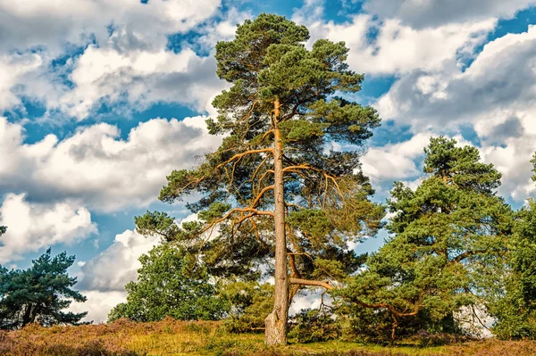 Fenyőfák, a felhős ég. Erdő vagy a fa idilli nyári tájat. Gyönyörű természet Nézd. ökológia és környezet fogalma — Stock Fotó