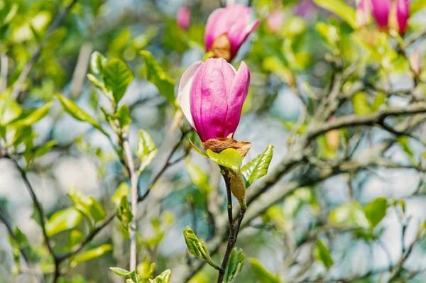 Romantic spring seasonal background with magnolia flowers blooming in spring — Stock Photo, Image