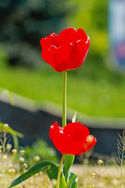 Blume mit roten Blütenblättern auf dem Beet — Stockfoto