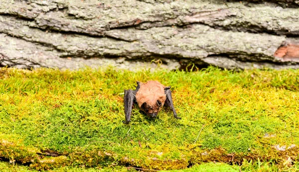 Morcego feio. Membros dianteiros adaptados como asas. Museu da Natureza. Mamíferos naturalmente capazes de voar de forma verdadeira e sustentada. Espécies de morcegos olhos pequenos mal desenvolvidos. Detector de morcegos. Manequim de morcego fundo de madeira — Fotografia de Stock