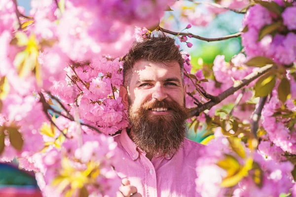 Conceito de harmonia. Hipster em camisa rosa perto de ramos de árvore sakura. Homem barbudo com corte de cabelo elegante com flores de sakura no fundo. Homem com barba e bigode no rosto sorridente perto de flores — Fotografia de Stock