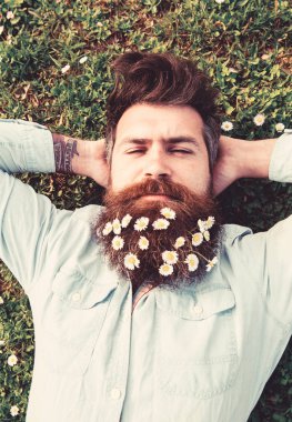 Hipster sakin yüz uyku üzerinde çimenlerin üzerinde üstten görünüm bırakır. Sakallı ve bıyıklı bahar, çayır arka plan sahiptir. Adam güzel sakal papatya veya papatya çiçekleri ile görünüyor. Bahar tatil kavramı