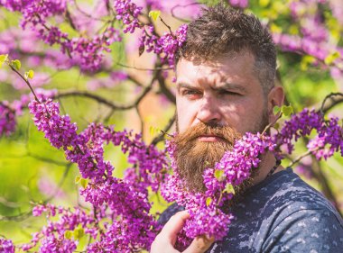 Hipster bahar menekşe çiçeği yakınındaki sahiptir. Parfümeri kavramı. Sakal ve bıyık çiçek güneşli yakınındaki katı yüzünde olan adam. Erguvan bloom ile poz taze saç kesimi ile sakallı adam