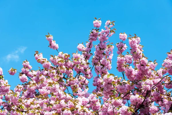 Wiosna blossom z niebo niebieskie i różowe kwiaty — Zdjęcie stockowe