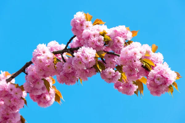 Blooming cherry blossom tree branch on blue sky — Stock Photo, Image